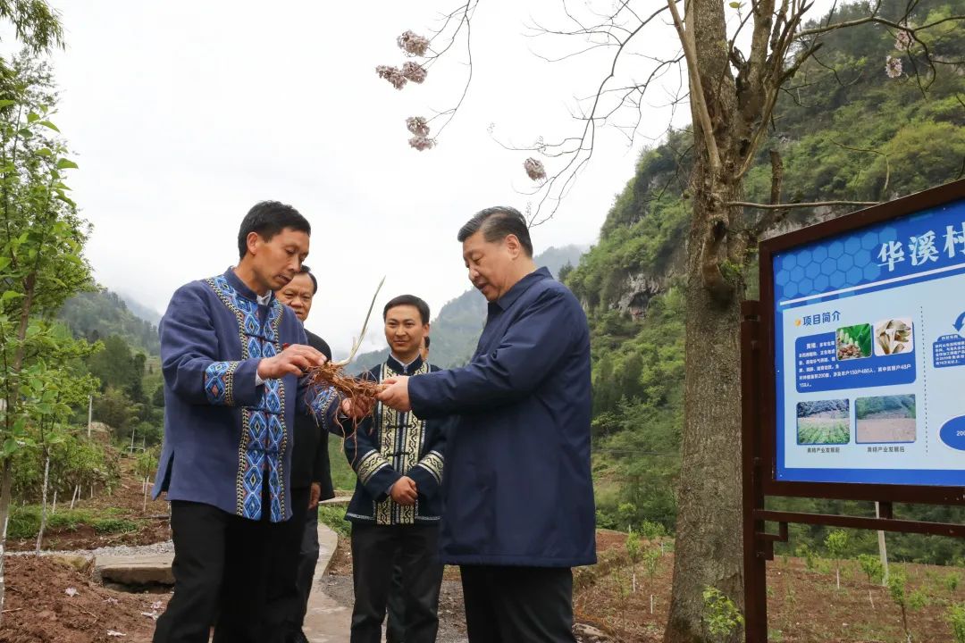 2019年4月15日，習(xí)近平在重慶華溪村考察特色經(jīng)濟(jì)作物帶動村民脫貧的情況。新華社記者 鞠鵬 攝