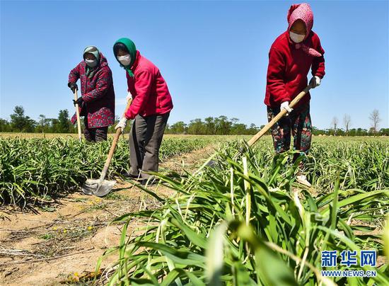  5月11日，農(nóng)民在山西省大同市云州區(qū)西坪鎮(zhèn)唐家堡村邊的黃花菜地里除草。新華社發(fā)（柴婷 攝）